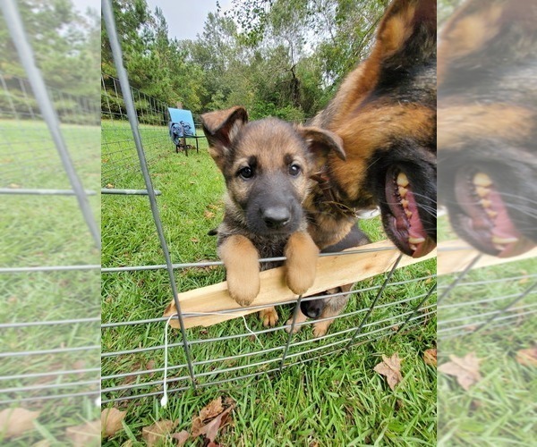 Medium Photo #4 German Shepherd Dog Puppy For Sale in PORTER, TX, USA