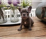 Small Photo #7 French Bulldog Puppy For Sale in WENTZVILLE, MO, USA
