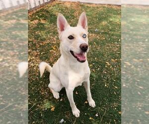 Siberian Husky-Unknown Mix Dogs for adoption in Fremont, CA, USA
