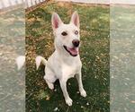 SUGAR - Female Siberian Husky-Unknown Mix Dog for Adoption - Small photo