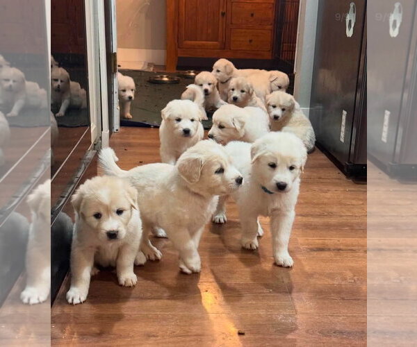 Medium Photo #2 Akbash-Great Pyrenees Mix Puppy For Sale in Denver , CO, USA