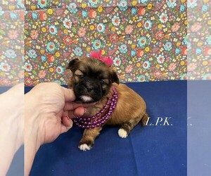 Mal-Shi Puppy for sale in WINNSBORO, LA, USA