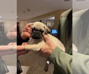 Pug Puppy for sale in DULUTH, MN, USA