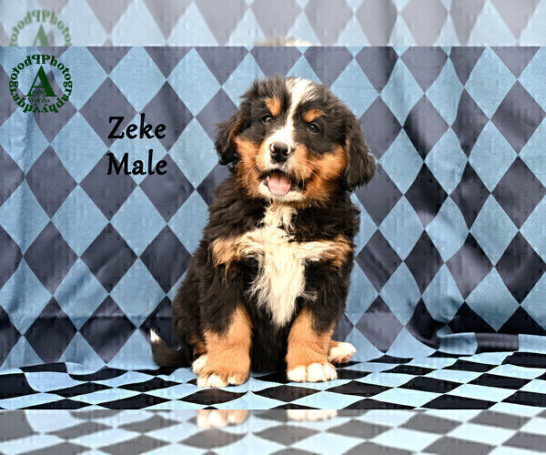 Medium Photo #3 Bernese Mountain Dog Puppy For Sale in HARRISONBURG, VA, USA