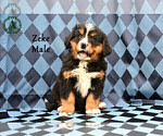 Small Photo #4 Bernese Mountain Dog Puppy For Sale in HARRISONBURG, VA, USA