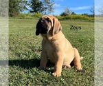 Puppy ZEUS Mastiff