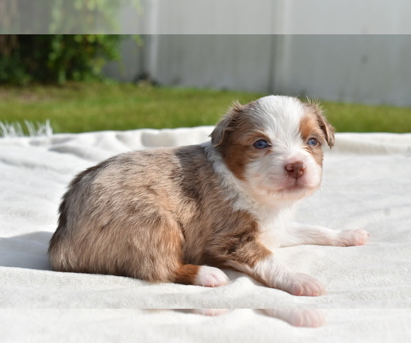 Medium Photo #2 Miniature Australian Shepherd Puppy For Sale in PALM COAST, FL, USA