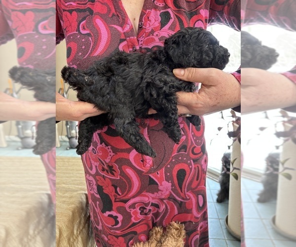 Medium Photo #25 Poodle (Miniature) Puppy For Sale in EAST AMHERST, NY, USA