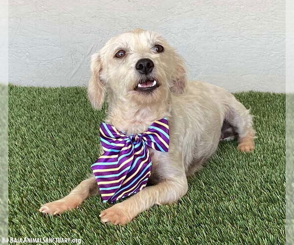 Medium Photo #2 Mutt Puppy For Sale in San Diego, CA, USA