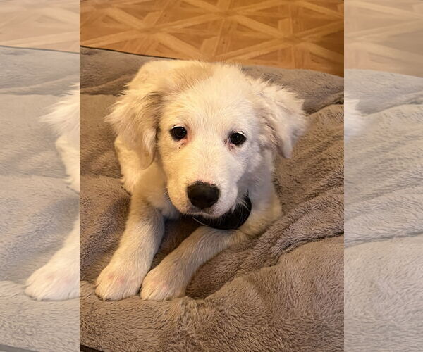 Medium Photo #4 Labrenees Puppy For Sale in Crossville, AL, USA