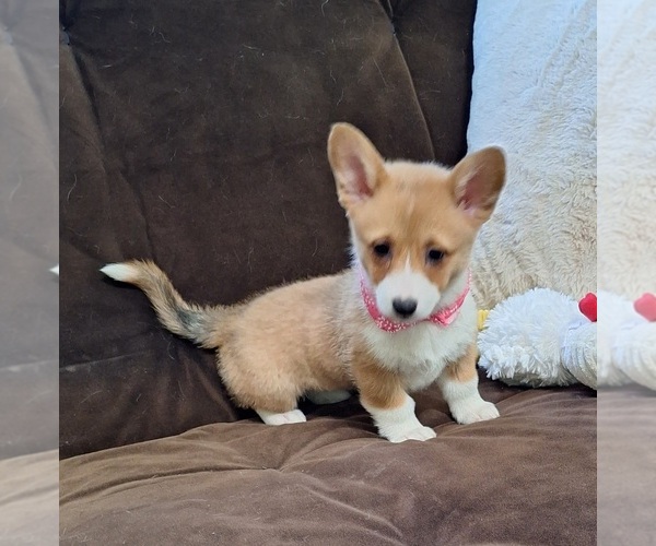 Medium Photo #26 Pembroke Welsh Corgi Puppy For Sale in ARROYO GRANDE, CA, USA