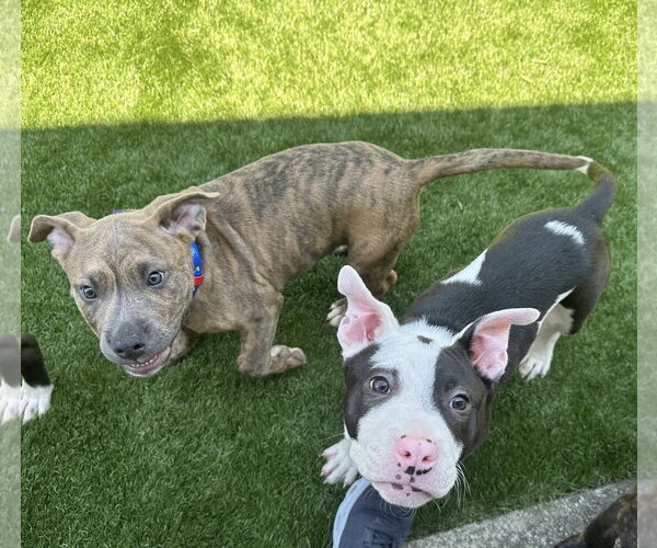 Medium Photo #5 American Pit Bull Terrier-Unknown Mix Puppy For Sale in Berkeley, CA, USA