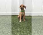 Small #2 Boxer Mix