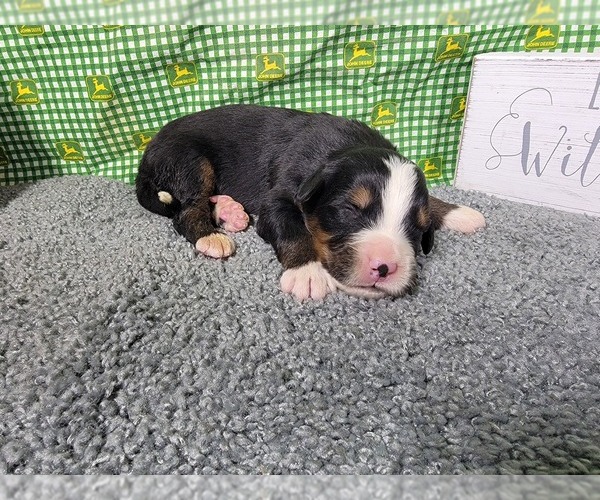 Medium Photo #24 Bernese Mountain Dog Puppy For Sale in BLACK FOREST, CO, USA