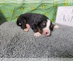 Small Photo #24 Bernese Mountain Dog Puppy For Sale in BLACK FOREST, CO, USA