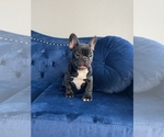Small Photo #34 French Bulldog Puppy For Sale in BATON ROUGE, LA, USA
