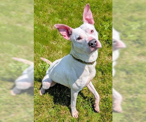 Medium Photo #1 American Pit Bull Terrier-Unknown Mix Puppy For Sale in Akron, OH, USA