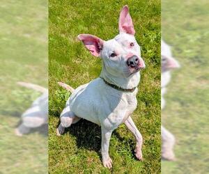 American Pit Bull Terrier-Unknown Mix Dogs for adoption in Akron, OH, USA