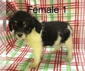 Poogle Puppy for sale in CLINTON, MO, USA