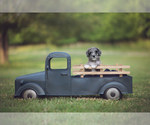 Small Photo #2 Goldendoodle Puppy For Sale in DANDRIDGE, TN, USA