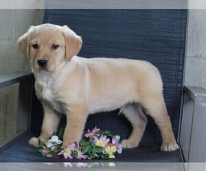 Golden Labrador Puppy for sale in FREDERICKSBURG, OH, USA