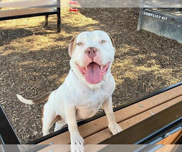 Medium Photo #1 American Bulldog Puppy For Sale in Orange, CA, USA
