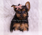 Small Photo #26 Yorkshire Terrier Puppy For Sale in WARSAW, IN, USA