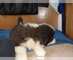 Small Photo #64 Australian Shepherd-Pembroke Welsh Corgi Mix Puppy For Sale in GALLEGOS, NM, USA