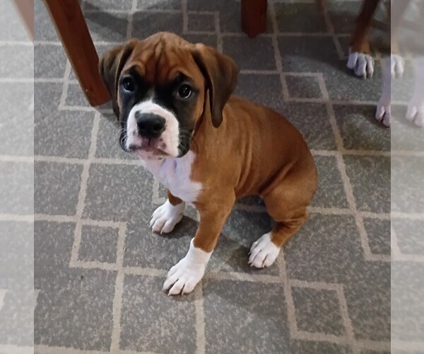 Medium Photo #2 Boxer Puppy For Sale in MISHAWAKA, IN, USA