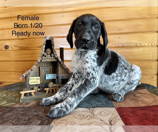 Medium Photo #1 German Shorthaired Pointer Puppy For Sale in DELANO, MN, USA