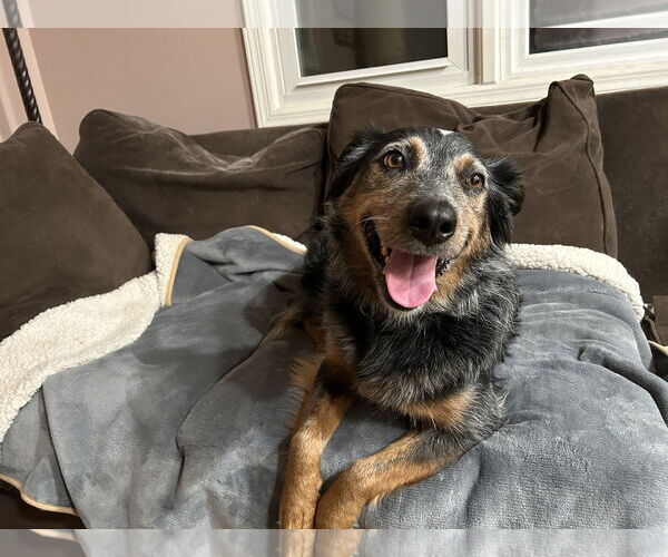 Medium Photo #2 Australian Shepherd-Unknown Mix Puppy For Sale in Garden City, NY, USA