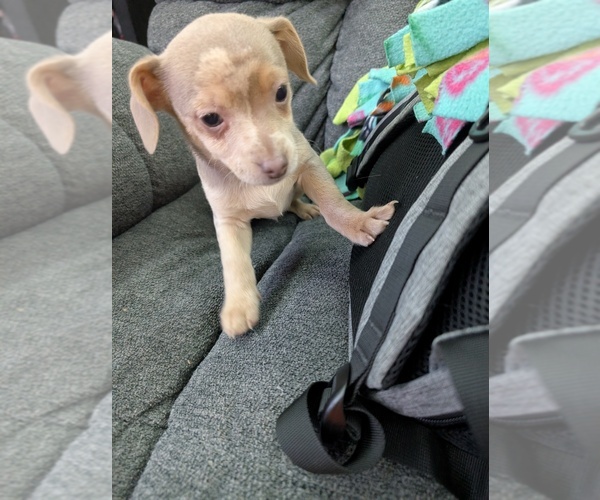 Medium Photo #1 Chiweenie Puppy For Sale in CAMANO ISLAND, WA, USA