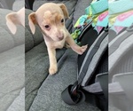 Small Photo #1 Chiweenie Puppy For Sale in CAMANO ISLAND, WA, USA