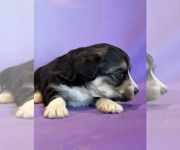 Medium Photo #3 Corgipoo Puppy For Sale in LONGMONT, CO, USA