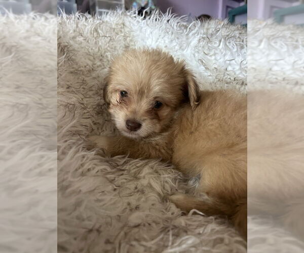 Medium Photo #1 Brussels Griffon-Poodle (Miniature) Mix Puppy For Sale in San Diego , CA, USA