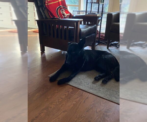 Medium Photo #2 German Shepherd Dog Puppy For Sale in Modesto, CA, USA