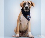 Small #1 Labrador Retriever-Retriever  Mix