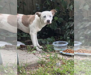 American Pit Bull Terrier Dogs for adoption in Virginia Beach, VA, USA