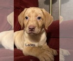 Small #9 Labrador Retriever