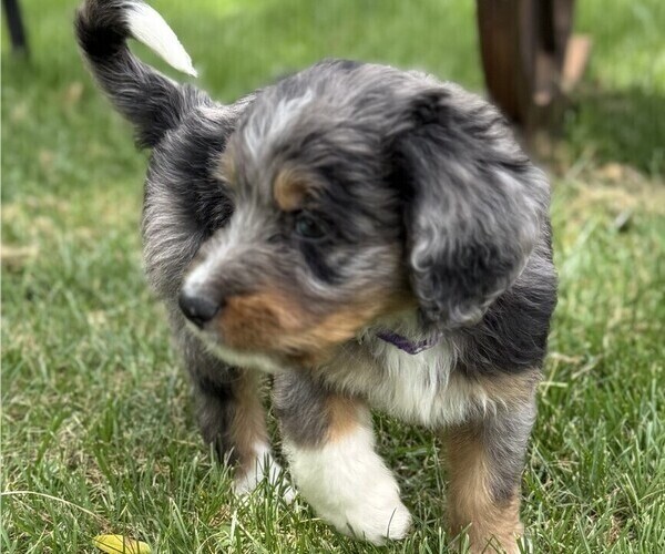 Medium Photo #2 Bernedoodle Puppy For Sale in SPRINGFIELD, OH, USA