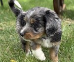Small #1 Bernedoodle