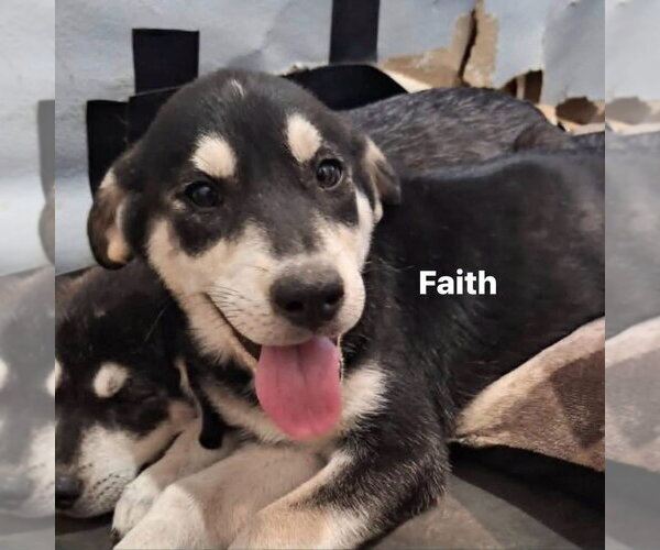 Medium Photo #1 Gerberian Shepsky Puppy For Sale in New London, WI, USA