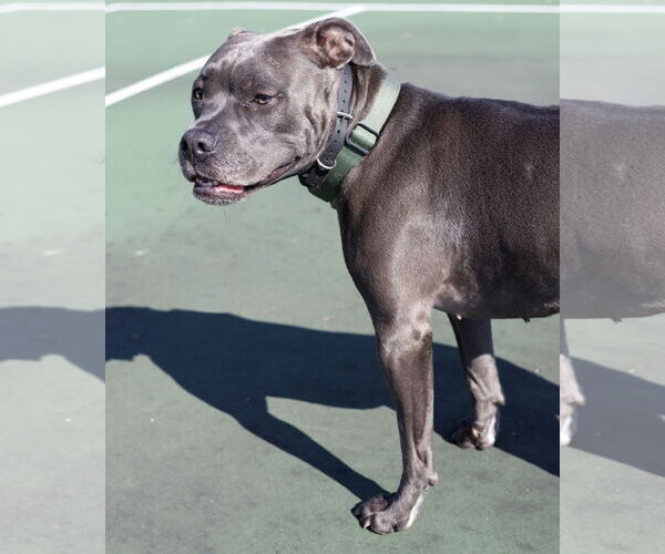 Medium Photo #7 American Pit Bull Terrier-Unknown Mix Puppy For Sale in Princeton, MN, USA