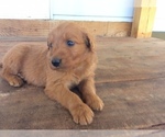 Small Photo #4 Goldendoodle Puppy For Sale in DAYTON, VA, USA