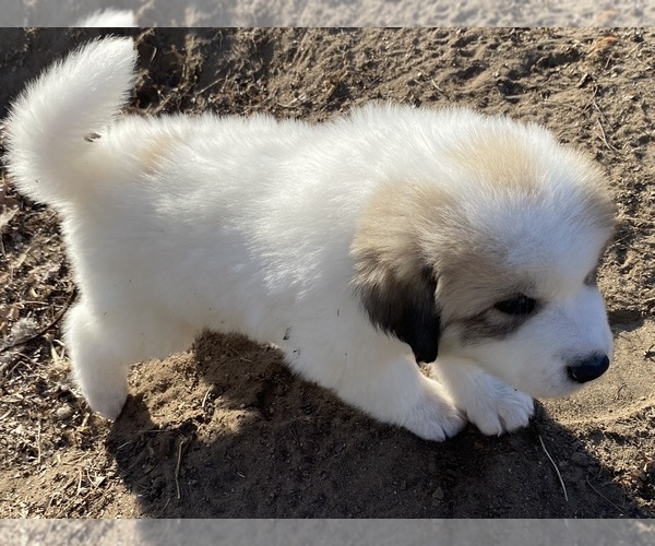Medium Photo #1 Great Pyrenees Puppy For Sale in ZIMMERMAN, MN, USA