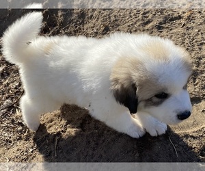 Great Pyrenees Puppy for sale in ZIMMERMAN, MN, USA