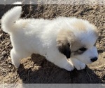 Small Photo #1 Great Pyrenees Puppy For Sale in ZIMMERMAN, MN, USA