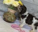 Small #2 Cockapoo-Poodle (Miniature) Mix