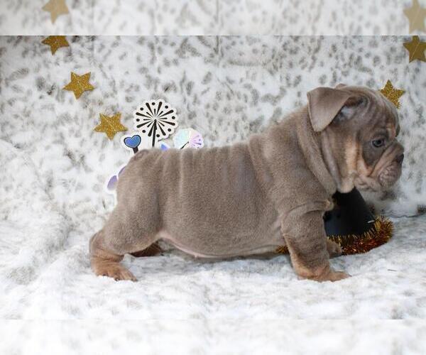Medium Photo #4 English Bulldog Puppy For Sale in WEST HOLLYWOOD, CA, USA