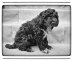 Small Photo #19 Portuguese Water Dog Puppy For Sale in RIGBY, ID, USA